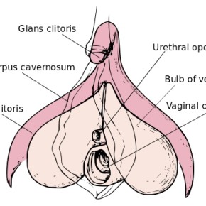 Internal clitoris
